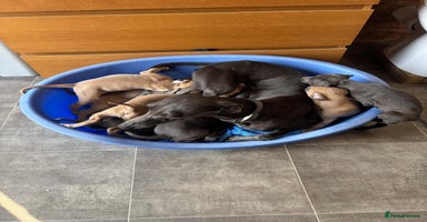 Whippet dogs - Advert 10