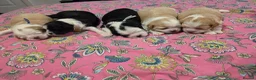 Shihpoo dogs for sale: Shih tzu x Shihpoo in Swanscombe - Advert 8