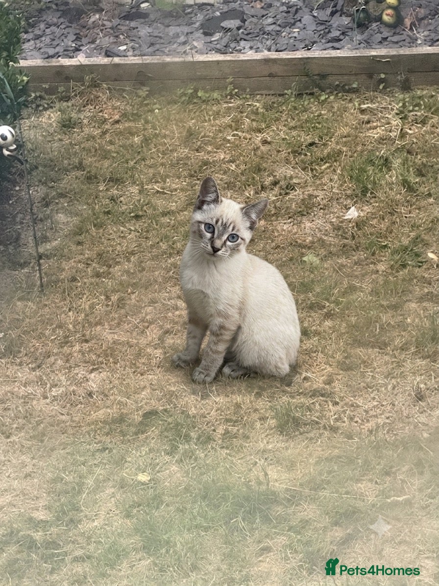 Mixed Breed cats Siamese lynx point - Advert 3