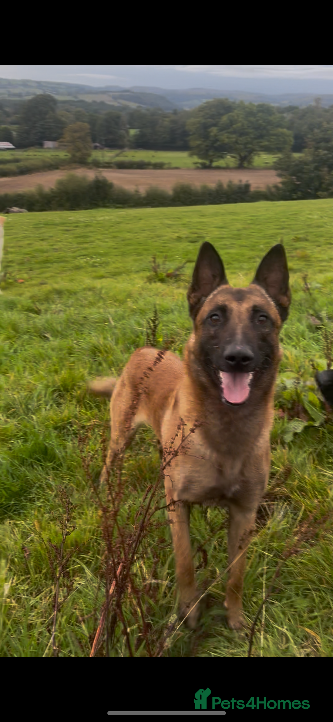 Belgian Shepherd Dog dogs for sale: Zalem! - Image 5
