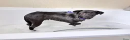 Mixed Breed dogs for adoption: Grace - Poringland Norfolk  in Norwich - Advert 9