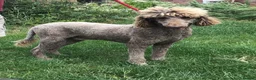 Standard Poodle dogs for sale: Stunning KC Standard Poodle..health tested - Advert 2