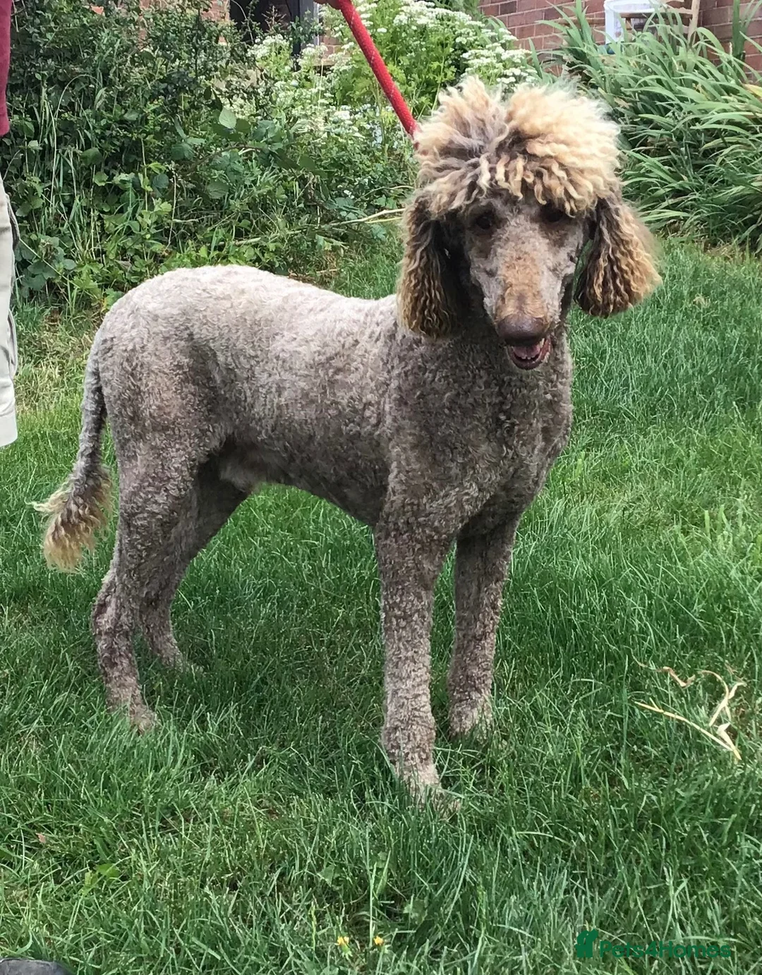 Standard Poodle dogs for sale: Stunning KC Standard Poodle..health tested - Advert 2