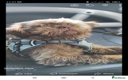 Shih Tzu dogs for sale: Imperial Shih Tzu - Advert 3