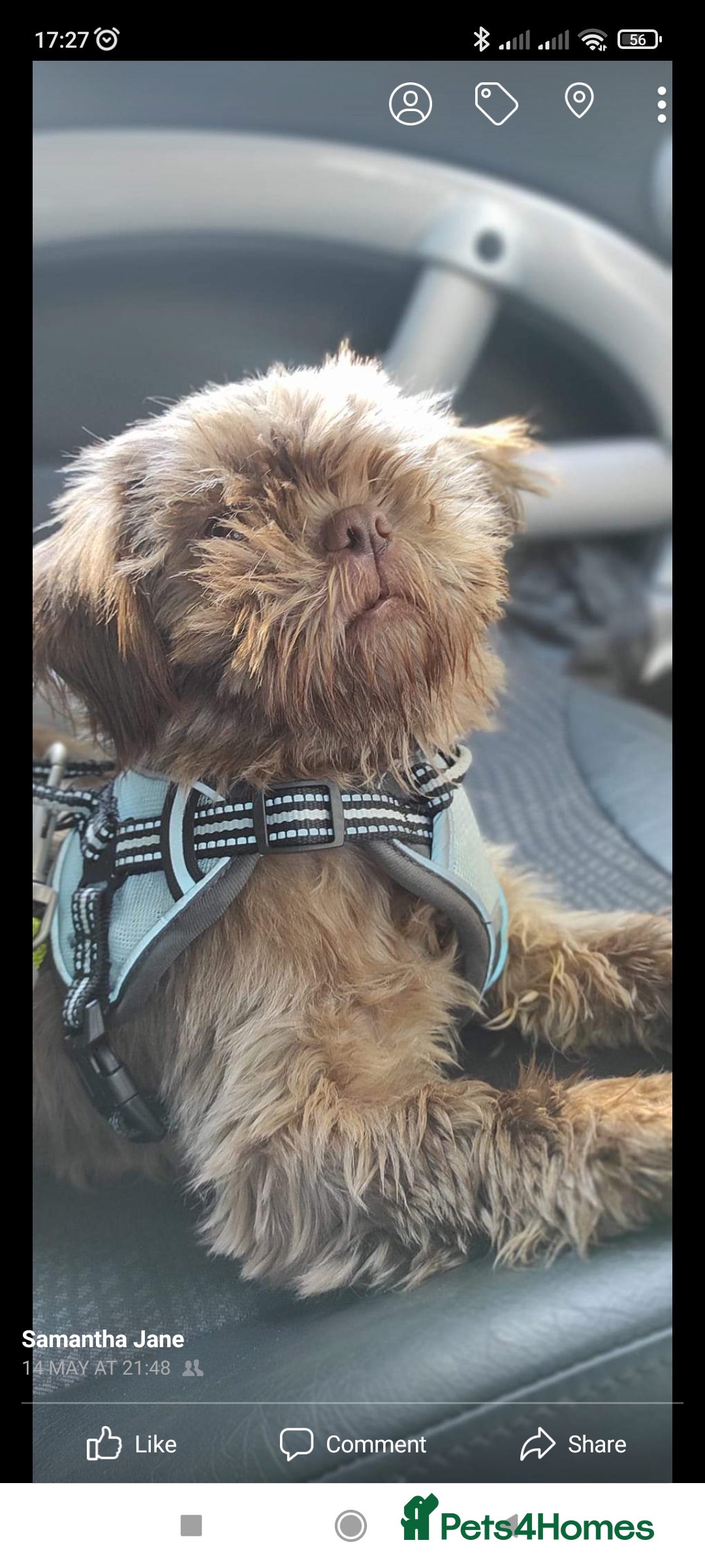 Shih Tzu dogs for sale: Imperial Shih Tzu - Advert 3