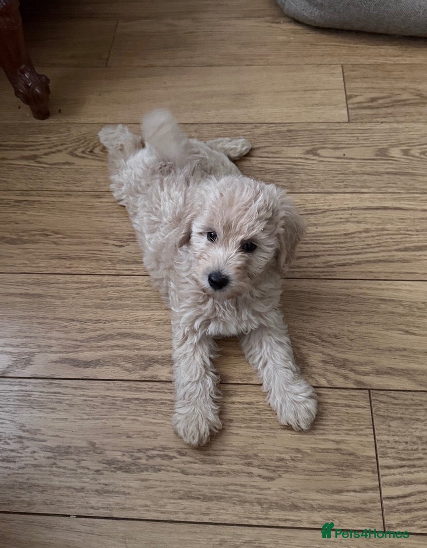 Mini Goldendoodle dogs F1B MINI GOLDENDOODLE – 2 PUPPIES AVAILABLE - Advert 1