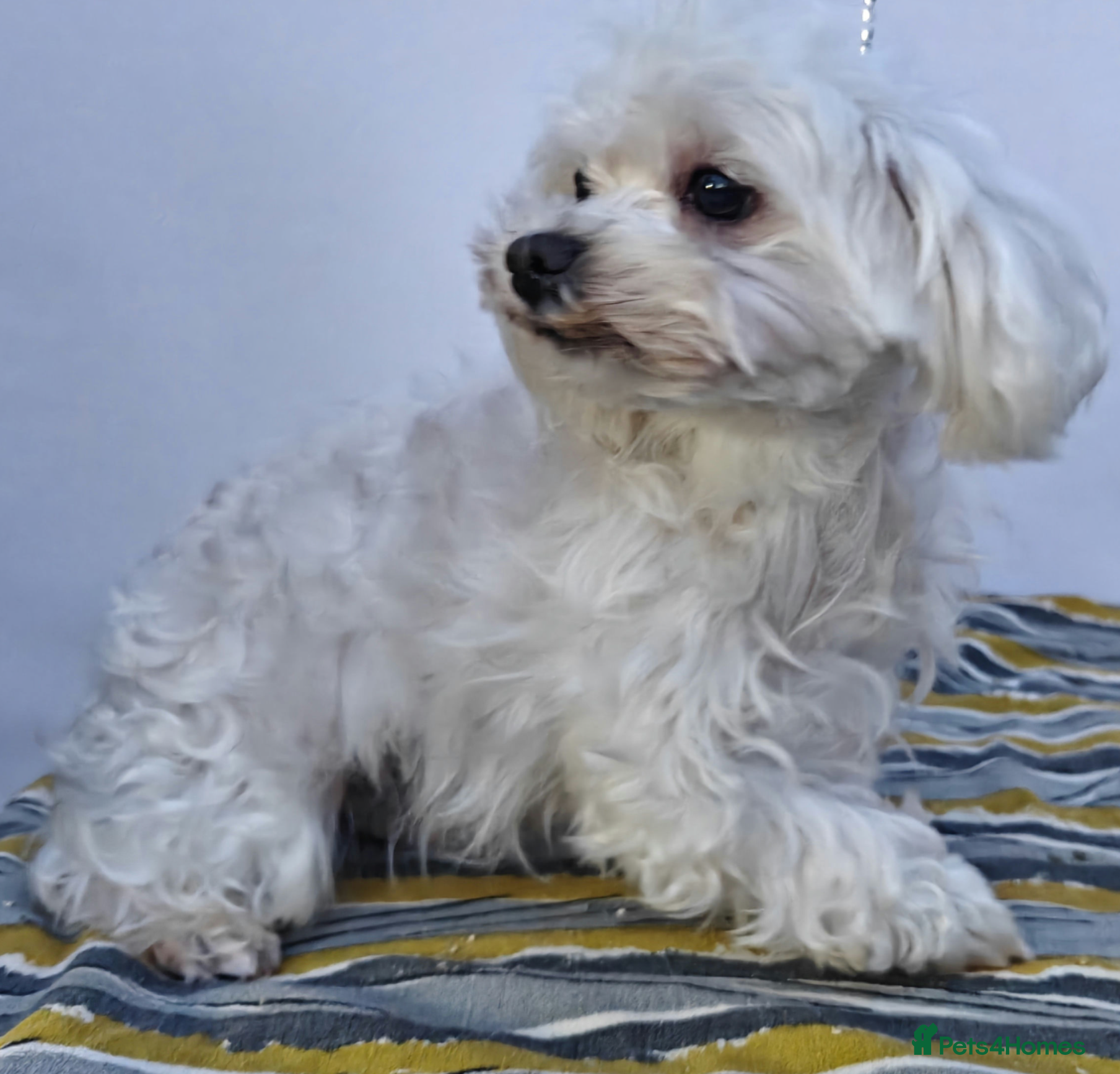 Maltese dogs 🐾 BIANCA – Female Maltese 🐾 - Advert 3
