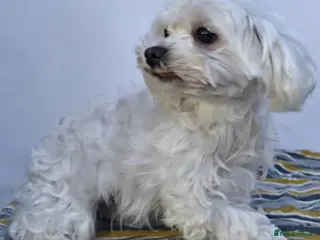 Maltese dogs 🐾 BIANCA – Female Maltese 🐾 - Advert 3