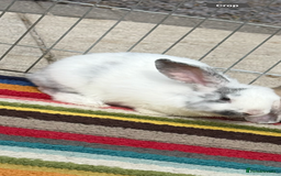 Mini Lop rabbits for sale: Female Mini Lop  - Image 1