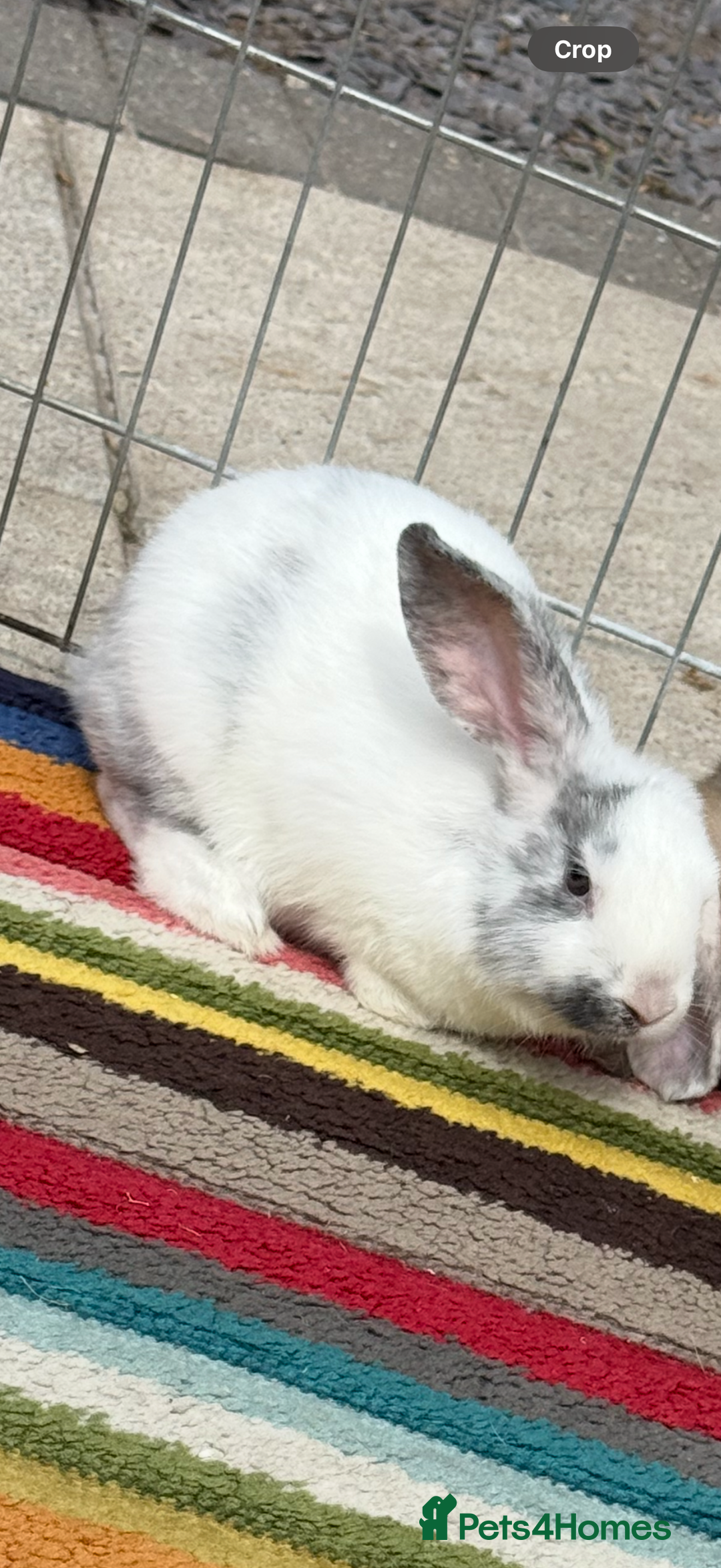Mini Lop rabbits for sale: Female Mini Lop  - Image 1