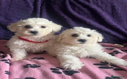 Bichon Frise dogs for sale: Pure bichon frise puppies  - Image 5