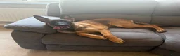 Mixed Breed dogs for sale: Kali  - Advert 2