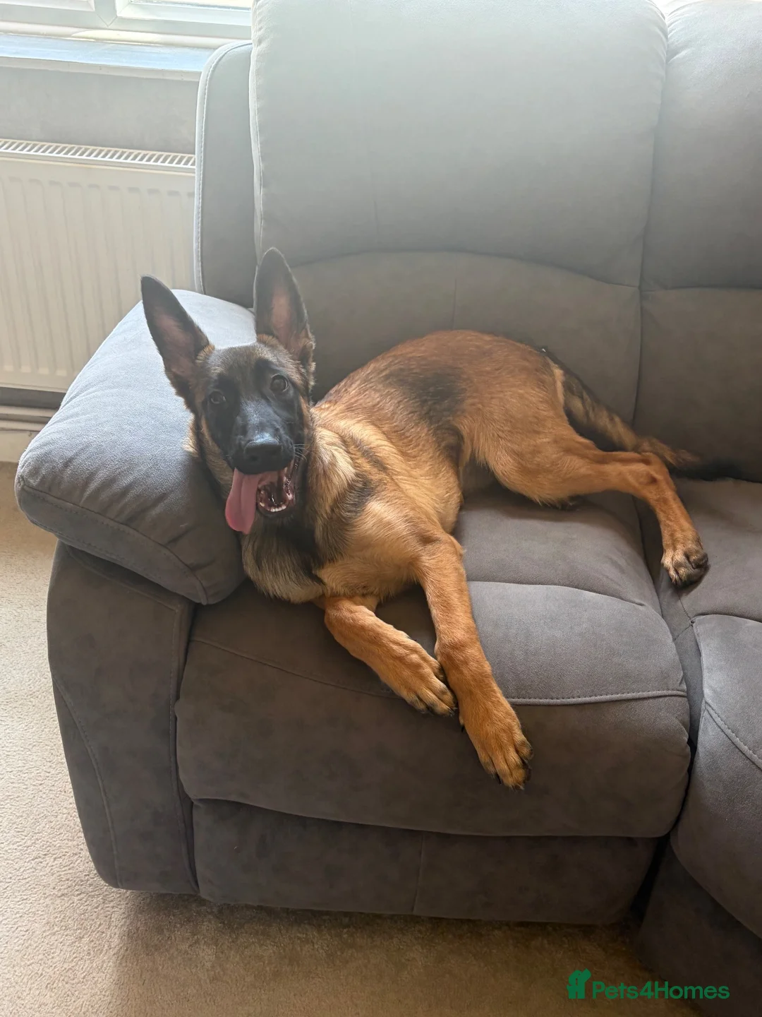 Mixed Breed dogs for sale: Kali  - Advert 2