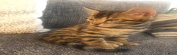 Bengal cats for sale: Bengal x kittens available  - Advert 10