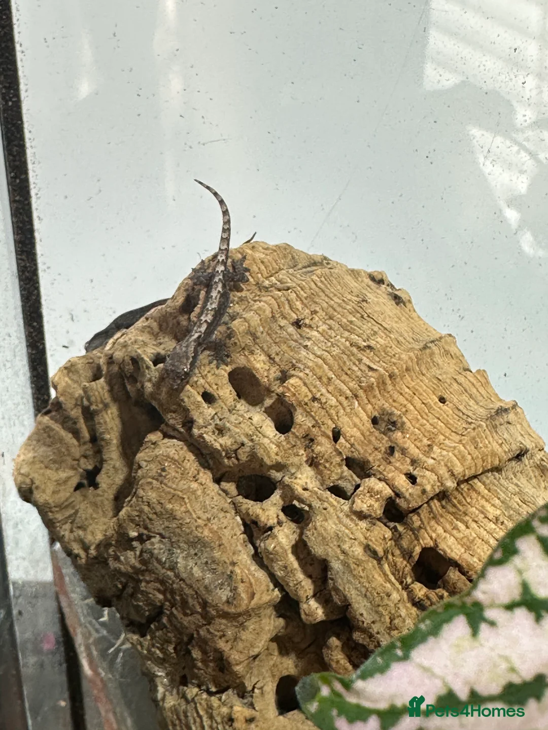 Gecko reptiles for sale: 2x Mourning gecko babies - Advert 4