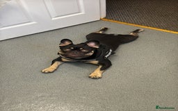 French Bulldog dogs for sale: 10 month old male Frenchbulldog  - Image 7