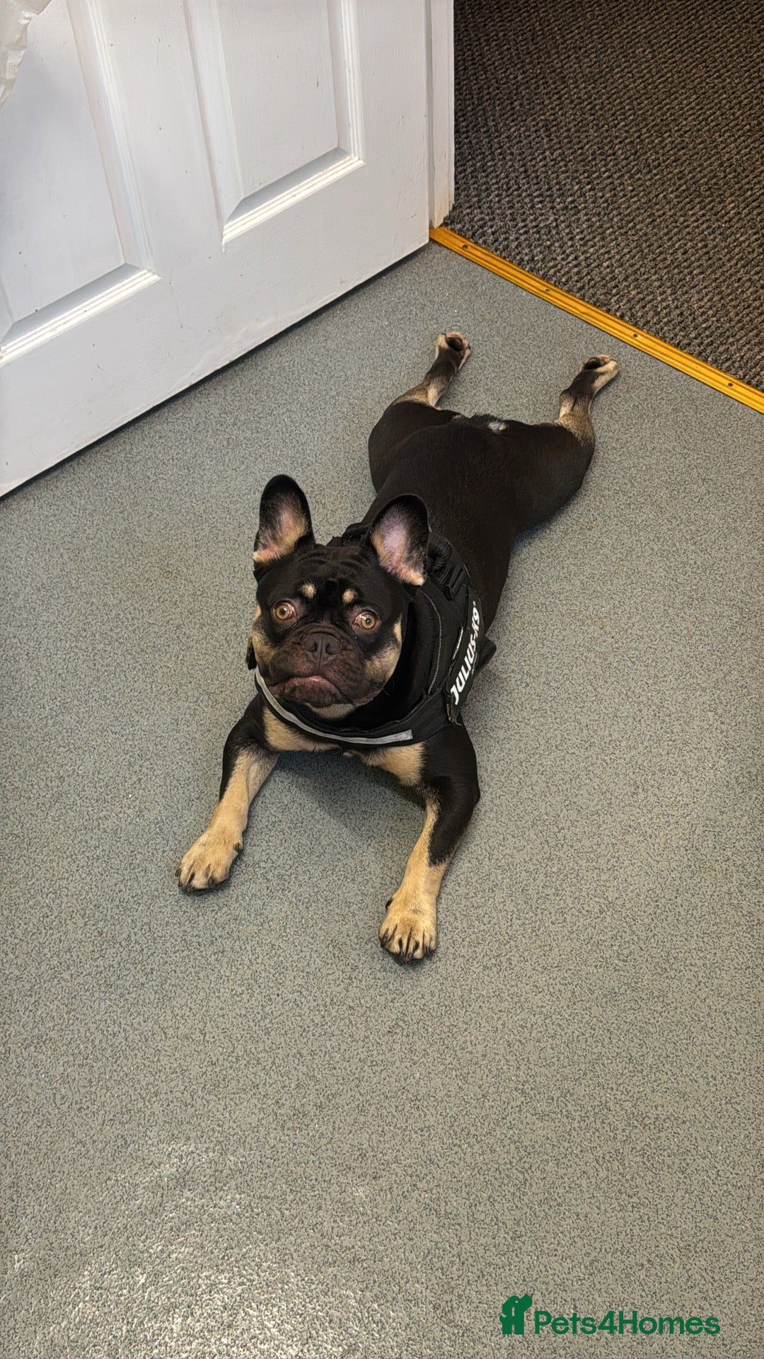 French Bulldog dogs for sale: 10 month old male Frenchbulldog  - Image 7