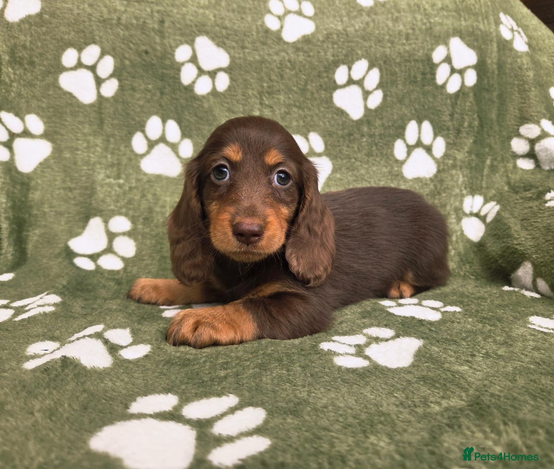 Miniature Dachshund dogs Stunning KC Registered Longhaired Mini Dachshunds - Advert 1