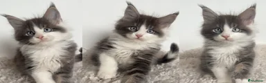 Maine Coon Kitten 1