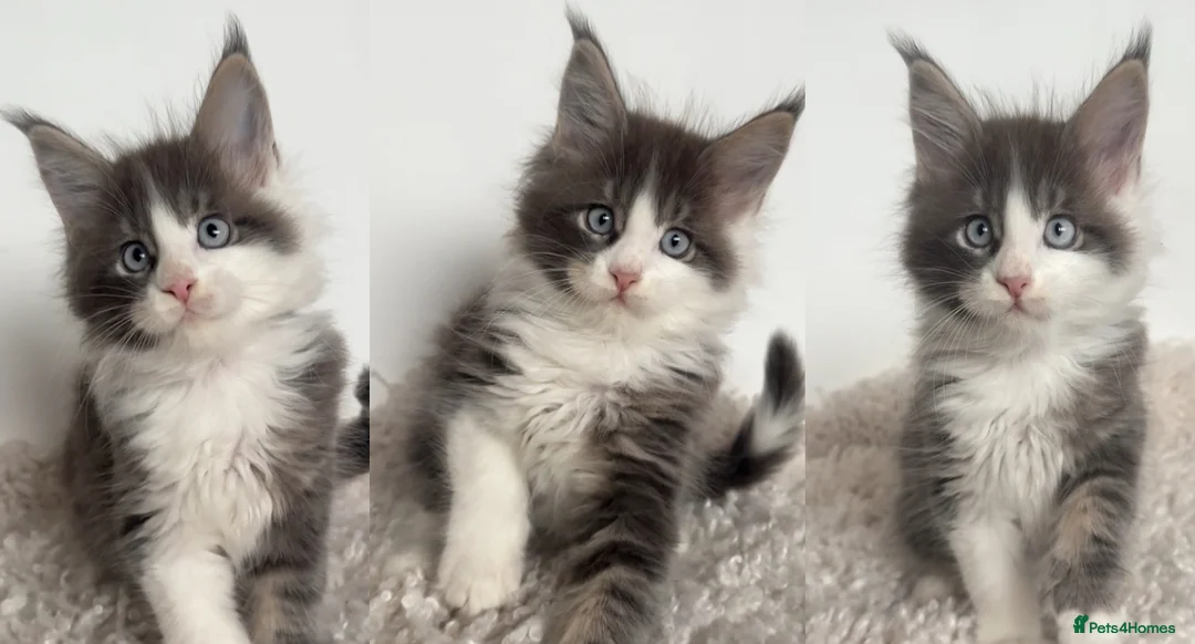 Maine Coon cats for sale: Blue Eyed Maine Coon Boy | Champion Lines - Advert 1