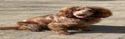 Cockapoo dogs for sale: Beautiful Cockapoo puppy, ready for her new home.  in Sevenoaks - Advert 2
