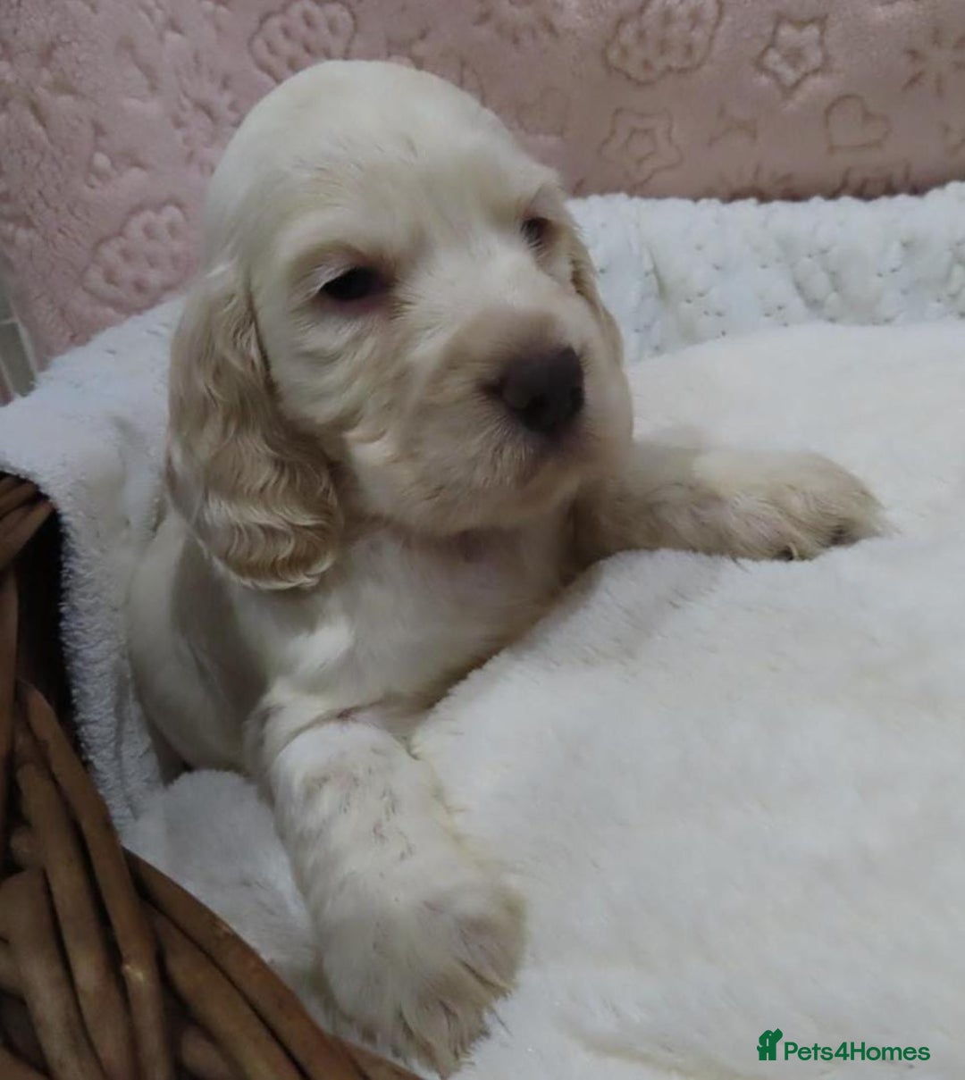 Cocker Spaniel dogs for sale: 🏆🏆Show Type Cocker Spaniel 🏆 - Advert 21