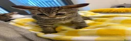 Bengal cats for sale: Bengal kittens  - Advert 5