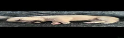 Mixed Breed dogs for sale: 7 beautiful Malkita x puppies with unique colours  - Advert 10