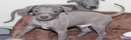 Italian Greyhound dogs for sale: Ready now, only 1 left. KC Reg Italian Greyhound - Advert 5