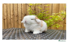 Mini Lop rabbits for sale: Beautiful mini lops for sale  in Nottingham - Image 4