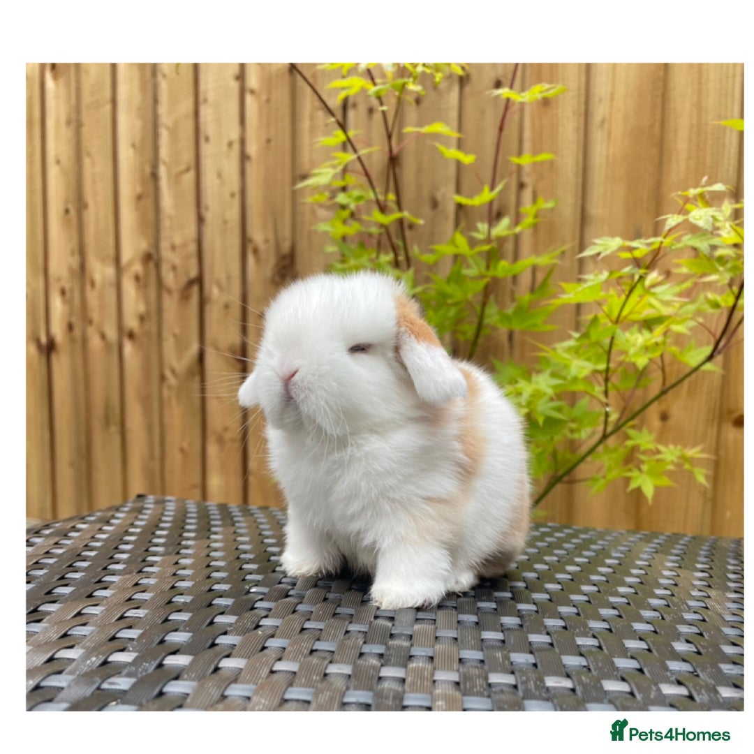 Mini Lop rabbits for sale: Beautiful mini lops for sale  in Nottingham - Image 4