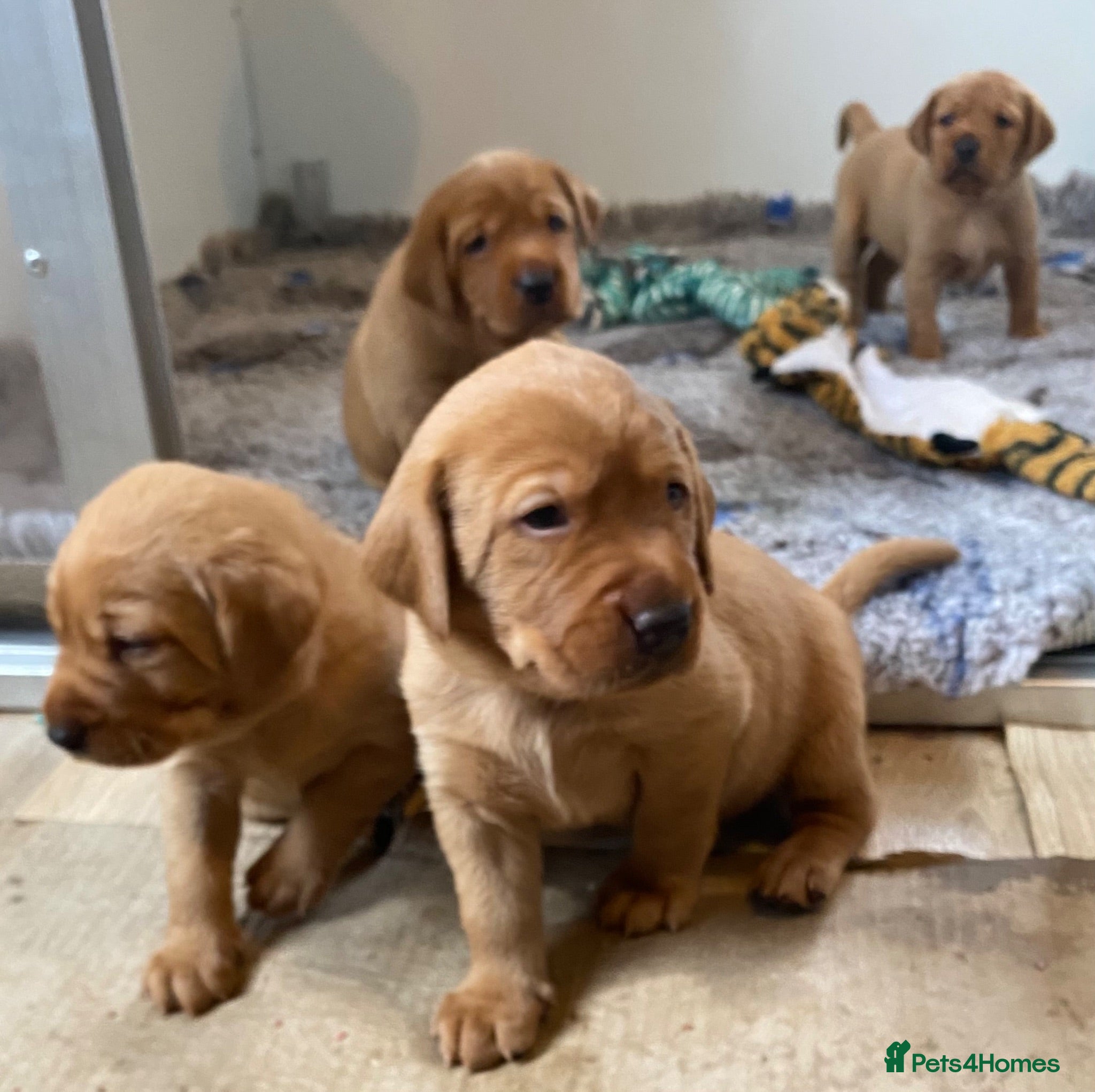Labrador Retriever dogs BEAUTIFUL KC TRUE FOX RED LABRADOR PUPS  - Advert 1