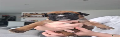 Boxer Puppy 8