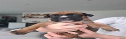 Boxer dogs for sale: KC Registered Boxer Puppies Bobtail/tailed - Advert 4