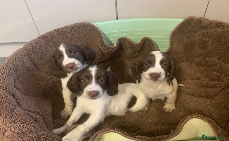 English Springer Spaniel dogs - Advert 1