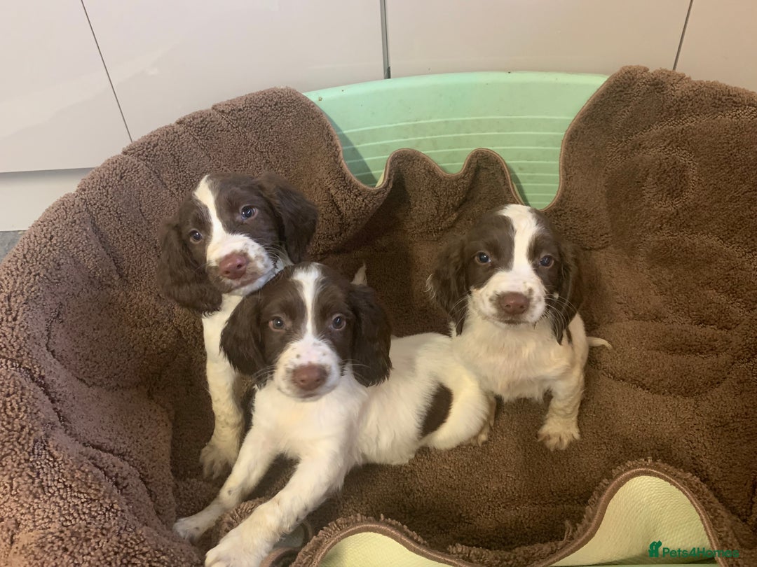 English Springer Spaniel Puppies for sale in Nottinghamshire