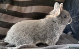 Netherland Dwarf rabbits for sale: Netherland dwarf rabbit - Image 1