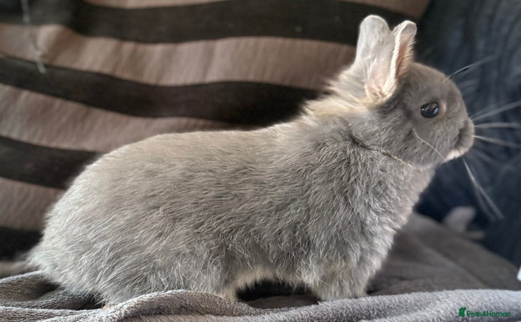 Netherland Dwarf rabbits - Advert 1