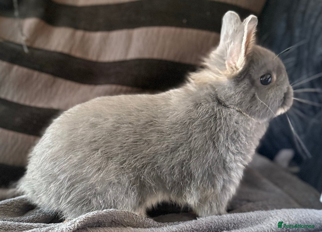 Netherland Dwarf rabbits for sale: Netherland dwarf rabbit - Image 1