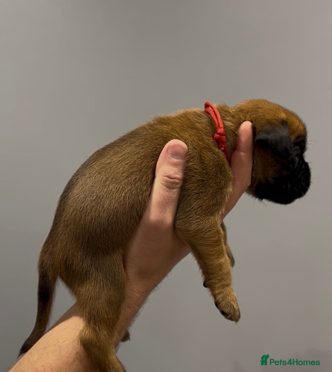 Boxer dogs for sale: 9 Beautiful Boxer Puppies - Pet Only  - Advert 17