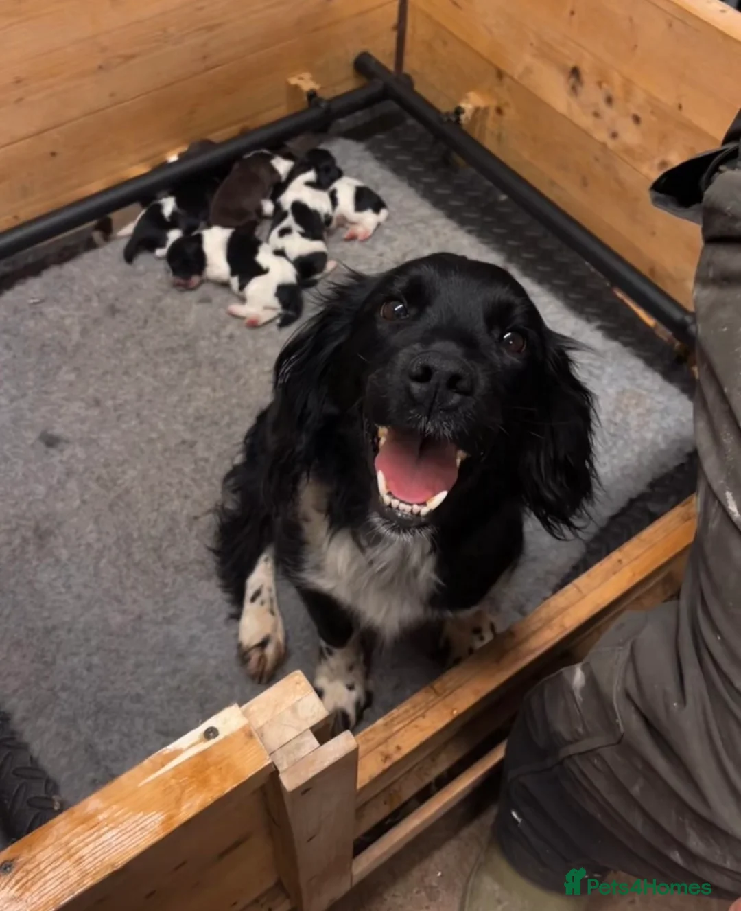 English Springer Spaniel dogs for sale: English Springer Spaniel  in Brechin - Advert 1