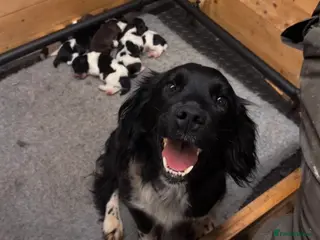 English Springer Spaniel dogs English Springer Spaniel - Advert 6