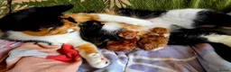 Domestic Shorthair cats for sale: Beautiful, healthy & happy kittens for rehoming in Cranbrook - Advert 14