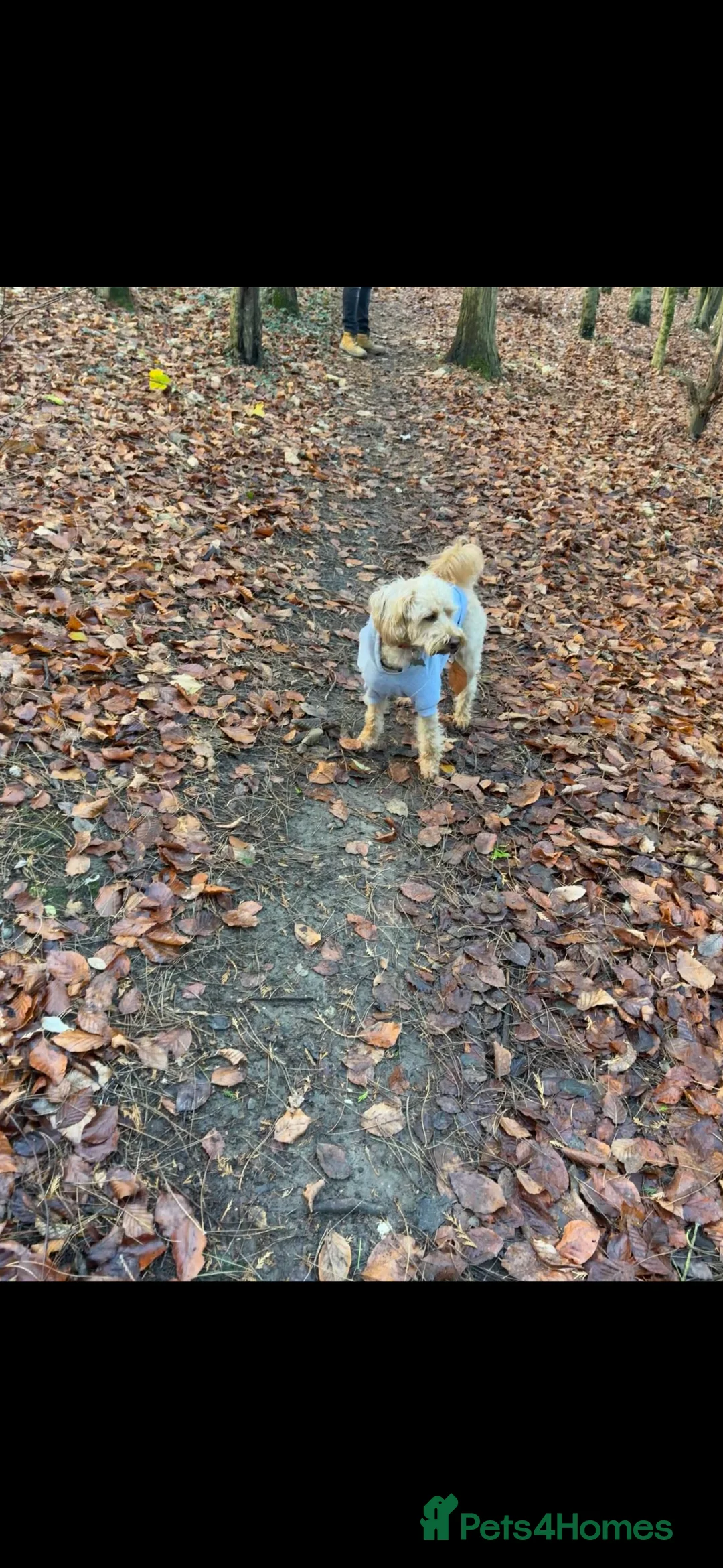 Schnoodle dogs for stud: Bruce  - Advert 2