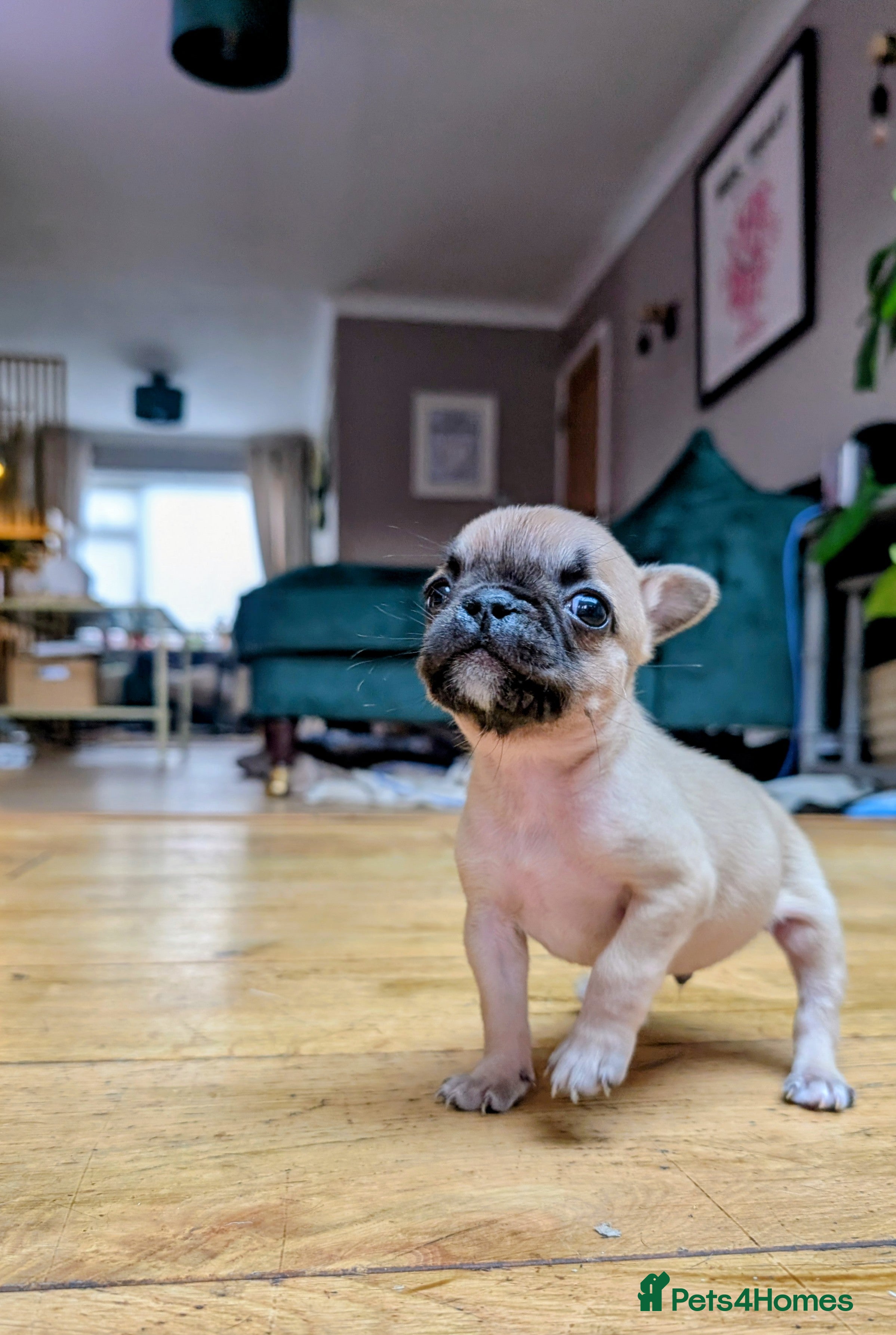French Bulldog dogs *last one*Mixed (75%) French Bulldog Frenchie - Advert 7
