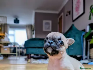 French Bulldog dogs *last one*Mixed (75%) French Bulldog Frenchie - Advert 12