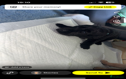 Labrador Retriever dogs for sale: labrador pups  - Image 3