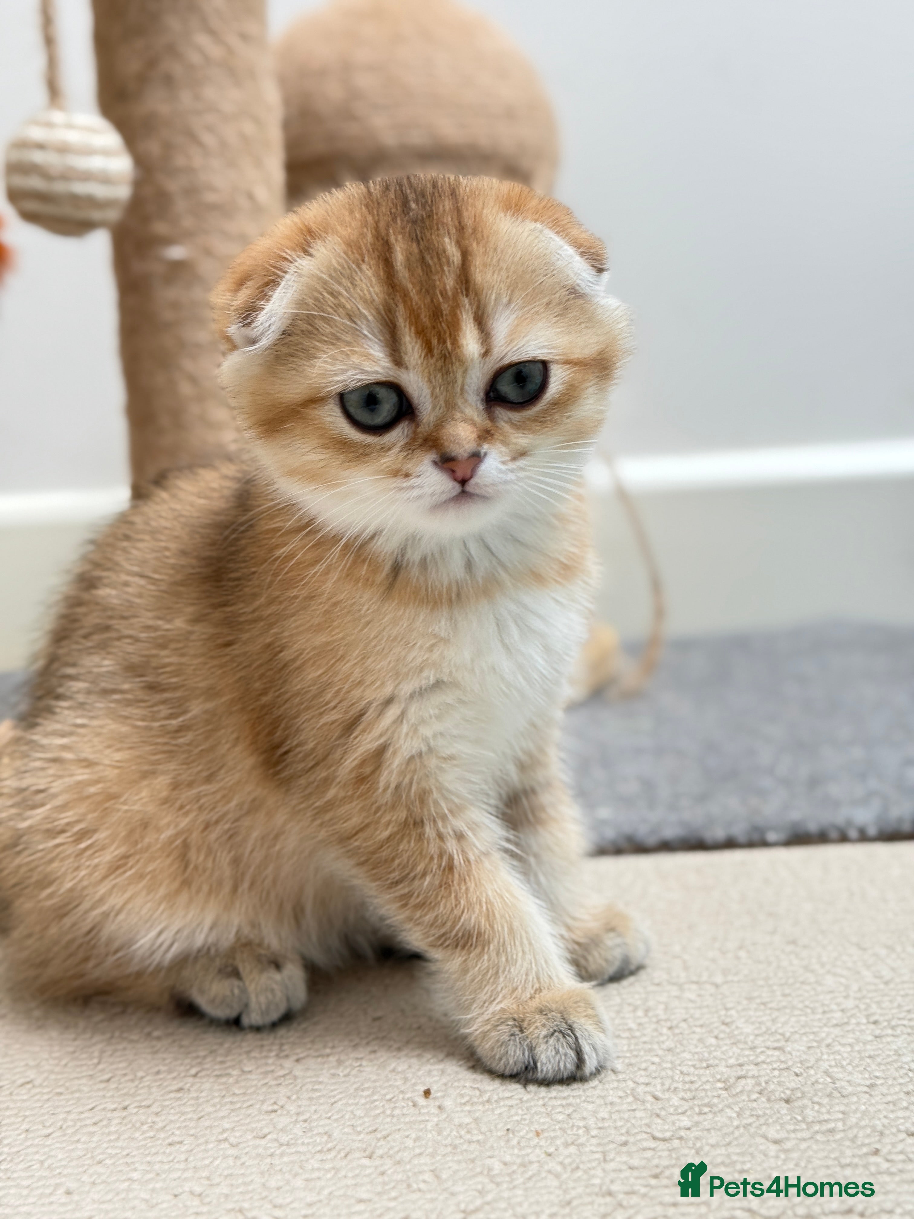 Scottish Fold cats Scottish Fold & Straight Kittens – 3 Girls 2 Boys - Advert 4