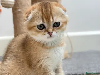 Scottish Fold cats Scottish Fold & Straight Kittens – 3 Girls 2 Boys - Advert 4