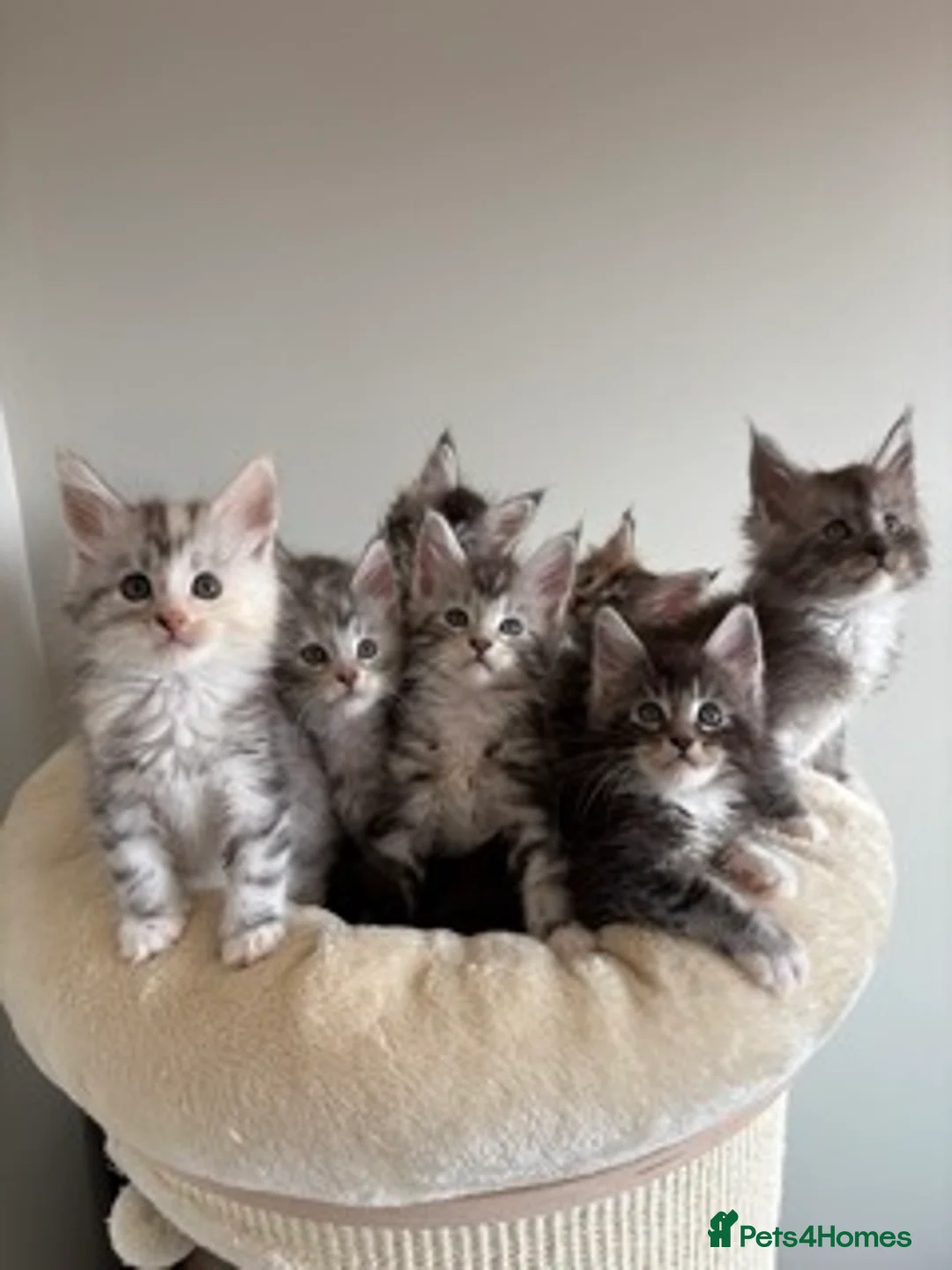 Maine Coon cats for sale: XL Maine Coon kittens for sale -TICA registered! - Advert 1